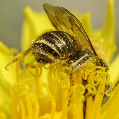 Réf. 279 217 : Osmia caerulescens
